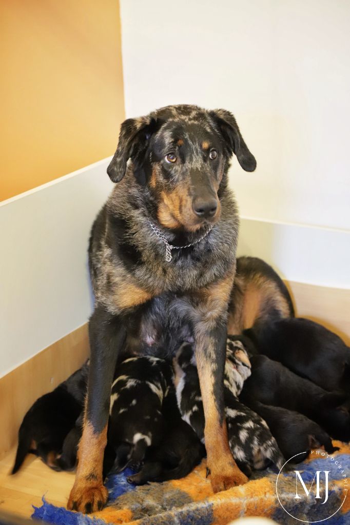 chiot Berger de Beauce Berger Des Temps Sacres